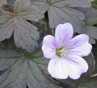 Geranium 'Dusky Cr�g'