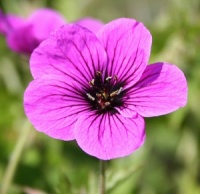 Geranium 'Ivan'