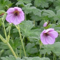 Geranium 'Joy'
