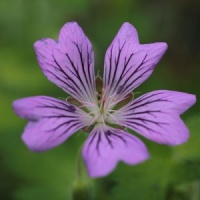 Geranium 'Karen Wouters'