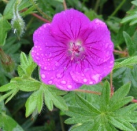 Geranium 'Khan'
