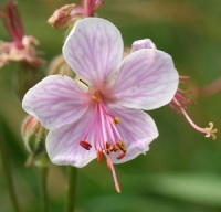 Geranium macrorrhizum 'Lohfeldon'