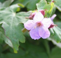 Geranium macrorrhizum 'Cham-Ce'