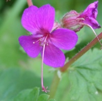 Geranium macrorrhizum 'Czakor'
