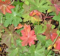 Geranium macrorrhizum 'Ridsko'