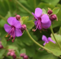 Geranium macrorrhizum 'Pindus'