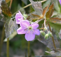 Geranium maculatum 'Elizabeth Ann'