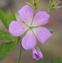 Geranium maculatum 'Putnam County'