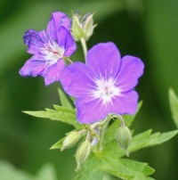 Geranium maculatum 'Smoky Mountain'