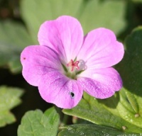 Geranium 'Mavis Simpson'