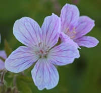 Geranium 'Melinda'