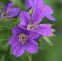 Geranium 'Mrs Jean Moss'