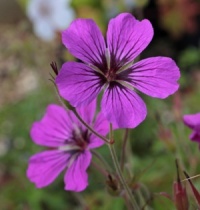 Geranium 'Nicola'