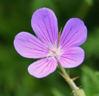 Geranium 'Nimbus'