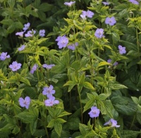 Geraniums for Dry Shade