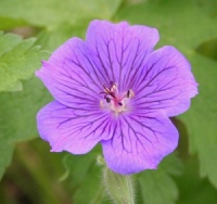 Geranium 'Orkney Blue'