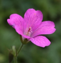 Geranium x oxonianum 'Beholder's Eye'