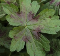Geranium x oxonianum 'Chocolate Strawberry'