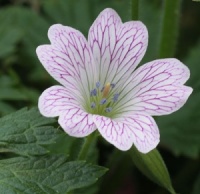 Geranium x oxonianum 'Lace Time'