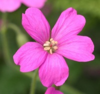 Geranium x oxonianum 'Phoebe Noble'