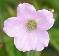 Geranium x oxonianum 'Rebecca Moss'