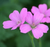 Geranium x oxonianum 'Rosenlicht'