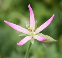 Geranium x oxonianum 'Sherwood'