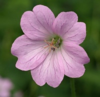 Geranium x oxonianum 'Susie White'