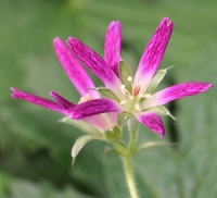 Geranium x oxonianum f. thurstonianum