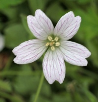 Geranium x oxonianum 'Westacre White'