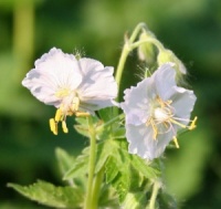 Geranium phaeum 'Album'