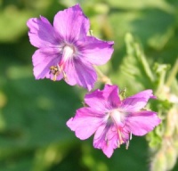 Geranium phaeum 'Alec's Pink'