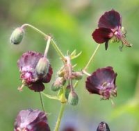 Geranium phaeum 'Angelina'