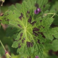 Geranium phaeum 'Golden Samobor'