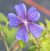 Geranium 'Philippe Vapelle'