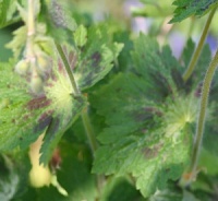 Geranium phaeum 'James Haunch'
