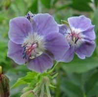 Geranium phaeum 'Judith's Blue'
