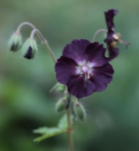Geranium phaeum 'Lady in Mourning'