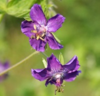 Geranium phaeum 'Lily Lovell'