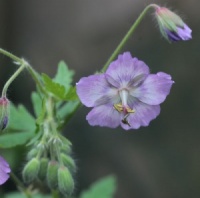 Geranium phaeum 'Mierhausen'