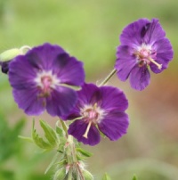Geranium phaeum 'Night Time'