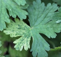 Geranium phaeum 'Phantom of the Opera'