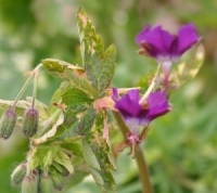 Geranium phaeum 'Rachel's Rhapsody'