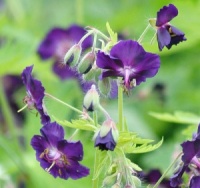 Geranium phaeum 'Raven'