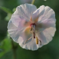 Plantsman's Choice Collection