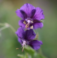 Geranium phaeum 'Rothbury Ruby'