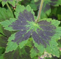 Geranium phaeum 'Samobor'