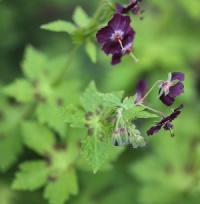 Geranium phaeum 'Shadowlight'