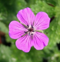 Geranium 'Pink Penny'