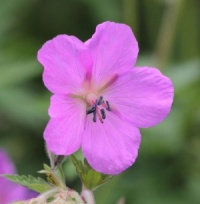 Geranium pratense ssp. stewartianum 'Elizabeth Yeo'